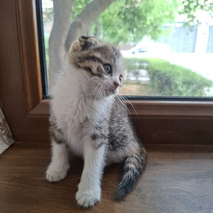 Шотландская кошка