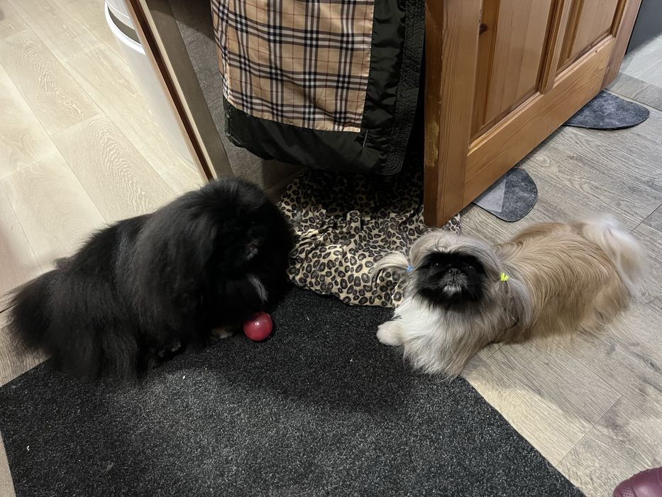 Срочно продается щенок пекинеса