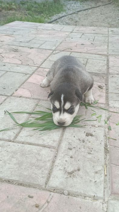 Xaski sotladi bolachlari juda zor yangi yil ga zor