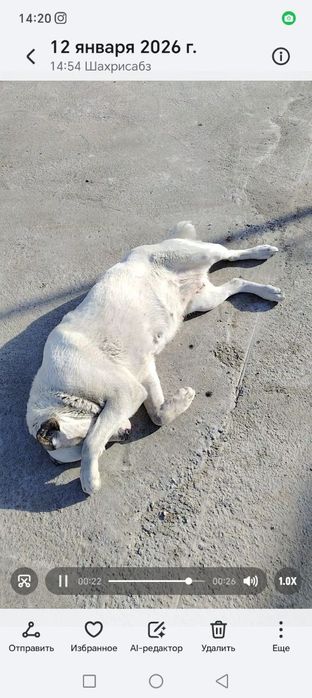 Кучуг сотилади Пародаси Алабай