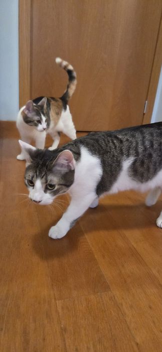 Donez pisici de aprox 6 luni