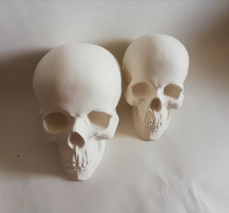 Череп. Черепа. Черепушки.