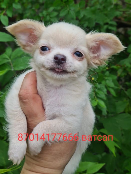 Продам щенков чихуахуа