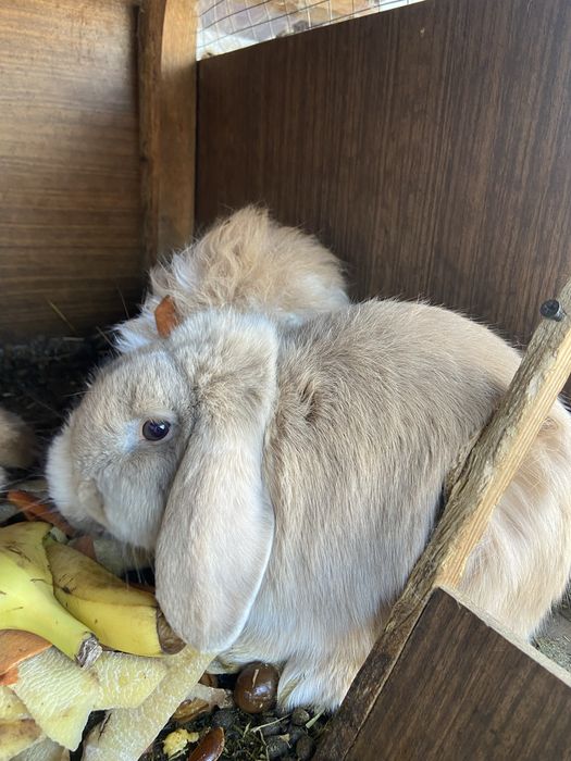 Кролики продаю срочно