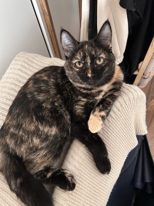 Отдам найденных котят