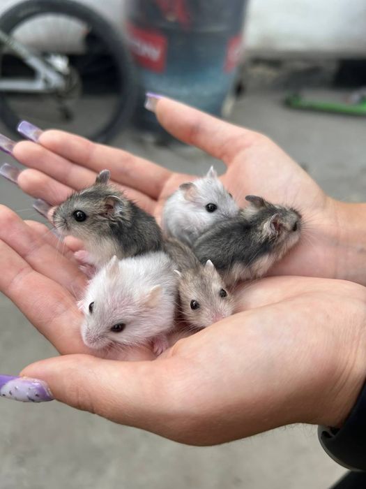 Продам маленьких хомячат