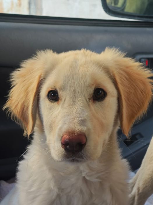 Отдам собаку в дар