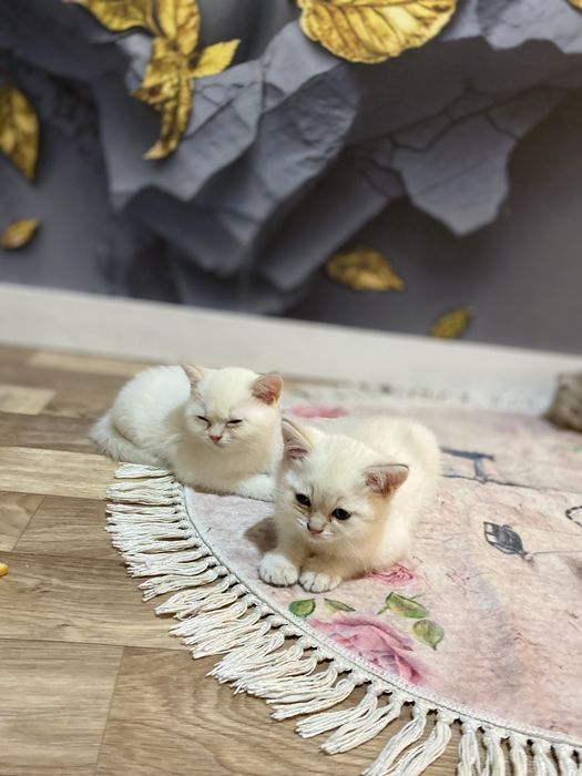 Продаются  котята