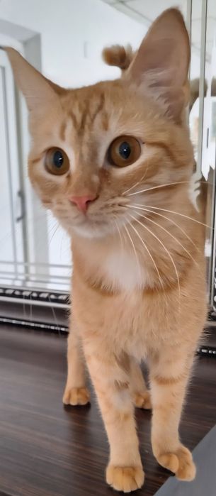 КОТЯТА ждут семью !!!