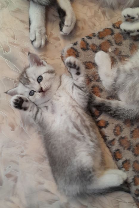 Британские котята