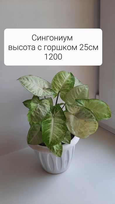 Продам комнатные цветы