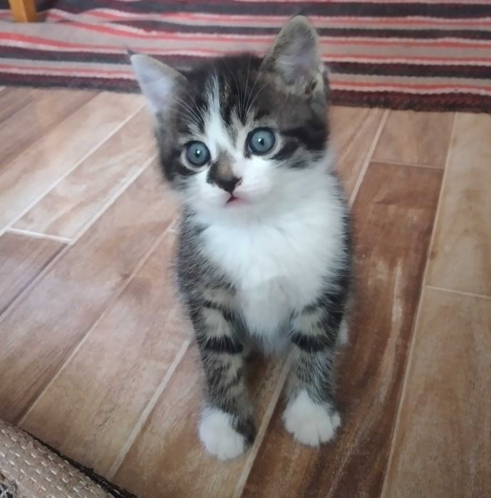 Котята.Симпатичные, домашние