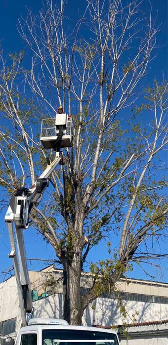 Рязане премахване на опасни дървета