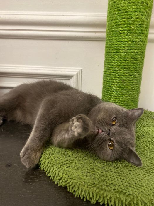 Отдам котика в хорошие руки
