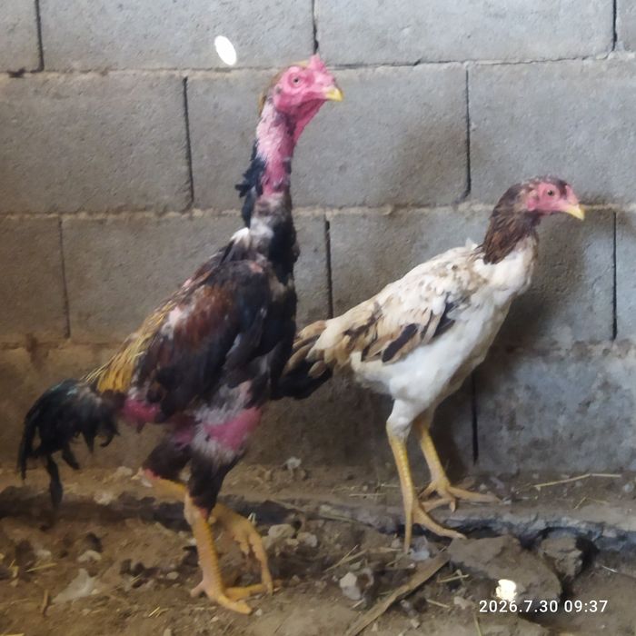 Петух и куры  продам