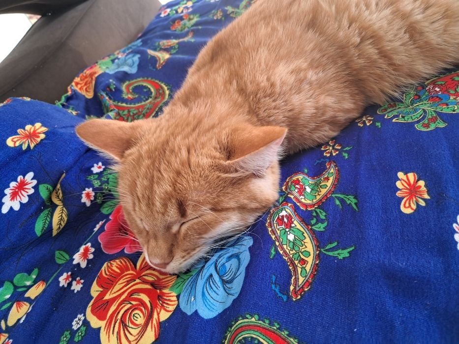 Отдам кота 8 месяцев