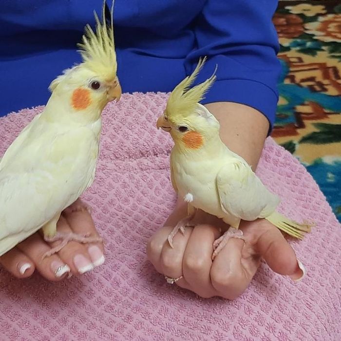 Продам ручных выкормышей корелл