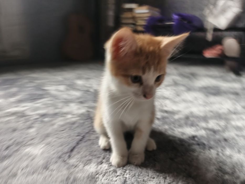 Рыжий котик мальчик -2 месяца