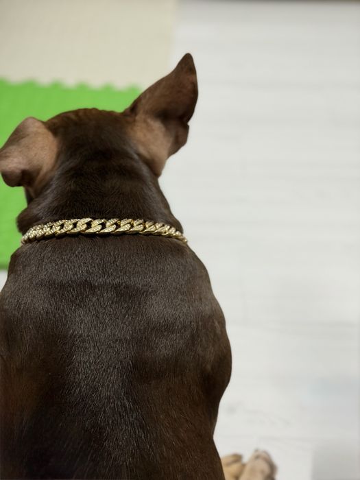 American Bully Pocket cu pedigree, 7 luni