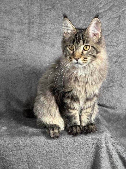 Pui Maine Coon de rasă pură – 4.5 luni, Pedigree FIFe, vaccinat și microcipat