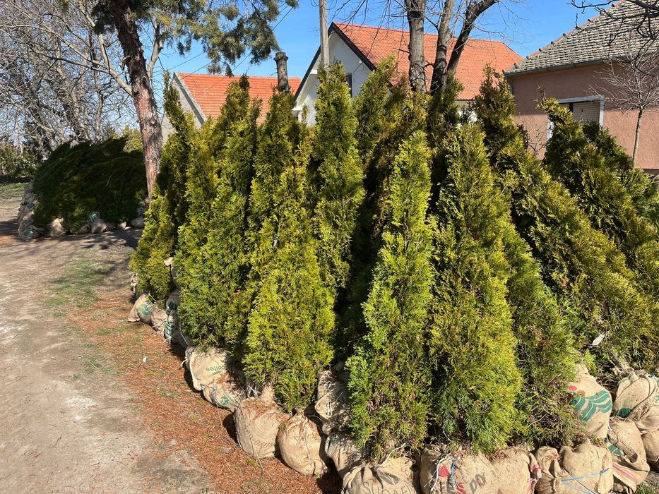 Tuia smaragd, prunus, photinia red robin, bambus
