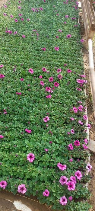 Pituniya. Петуния