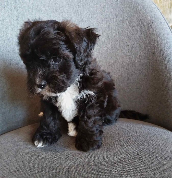 Shih poo/Mini poodle