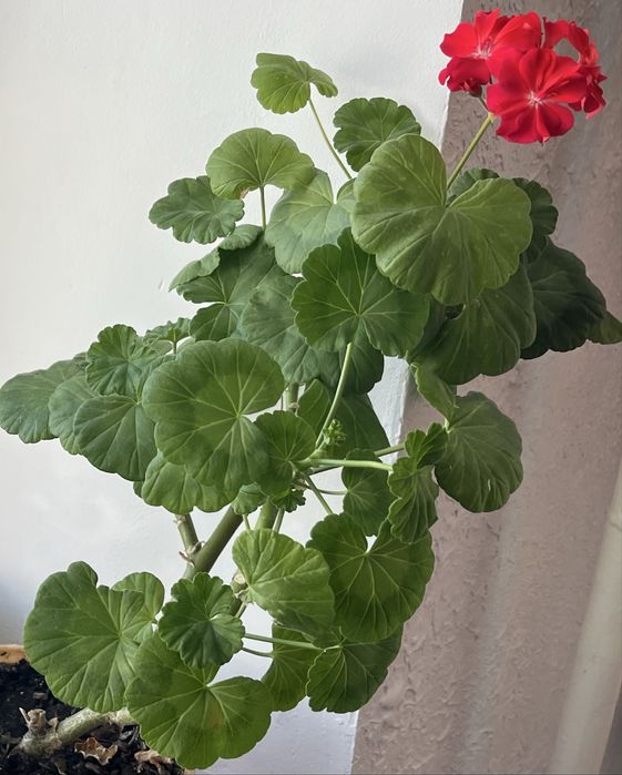 Продам укорененные пеларгонии ( герань)