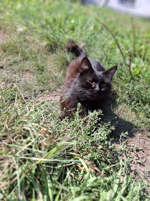 Милые котятки ищут свой дом