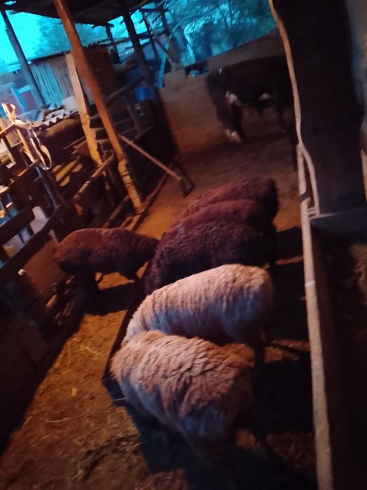 Продам баран кой сатылады