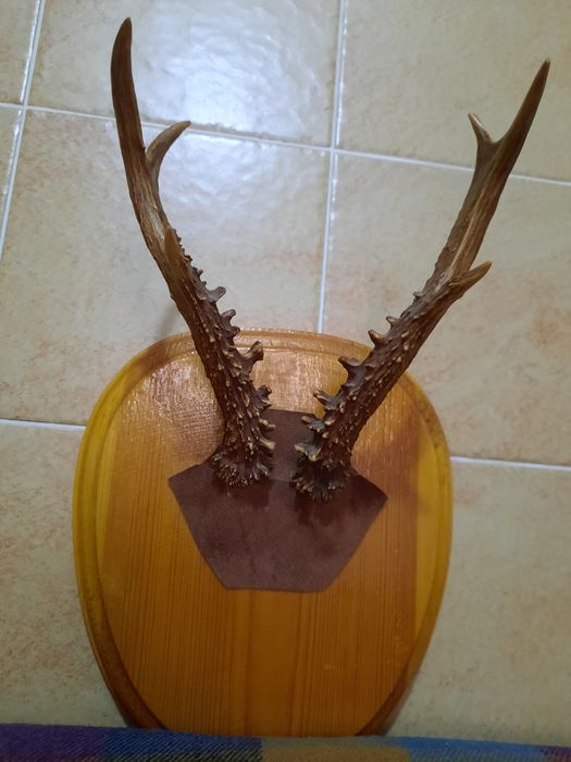 Рога косули, в отличном состоянии.