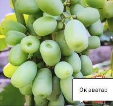 Продаются саженцы и черенки винограда аватар