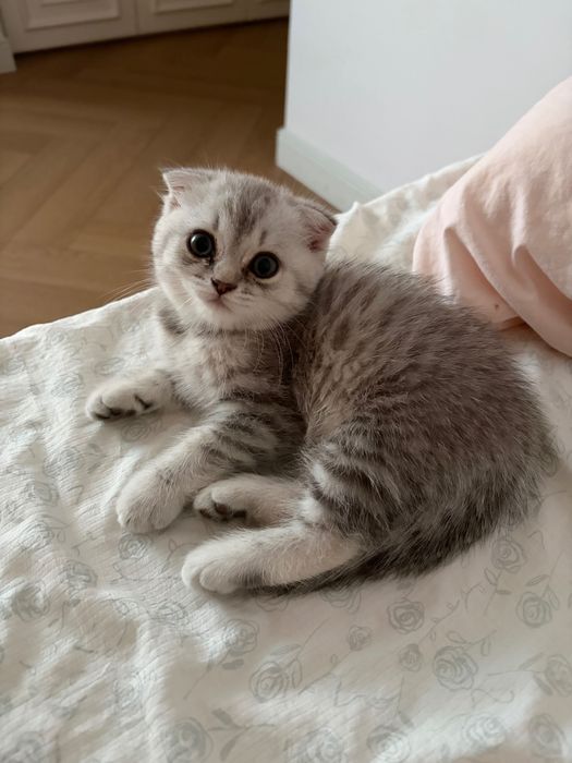 котенок девочка астана