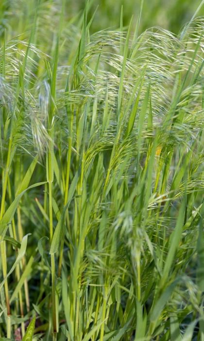 Sămânță Sparceta Certificata, Bromus inermis, Amestec furajer, Iarba