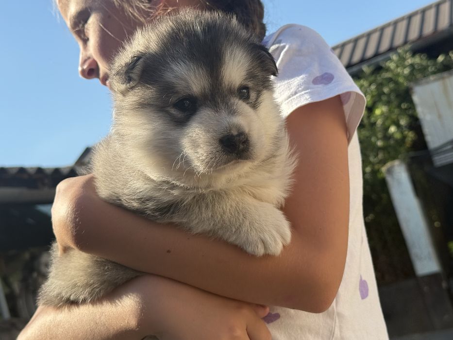 Cățelușă Husky Siberian – 6 săptămâni