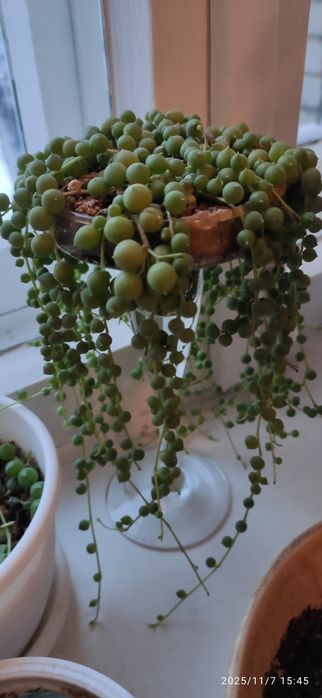 Продам свежие семена  мини перчиков