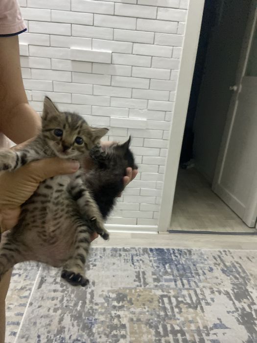 Кот котёнок кошка 2