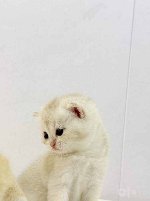Британский котята
