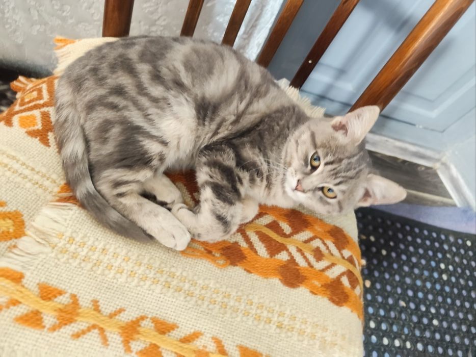 Котенок девочка  в добрые руки