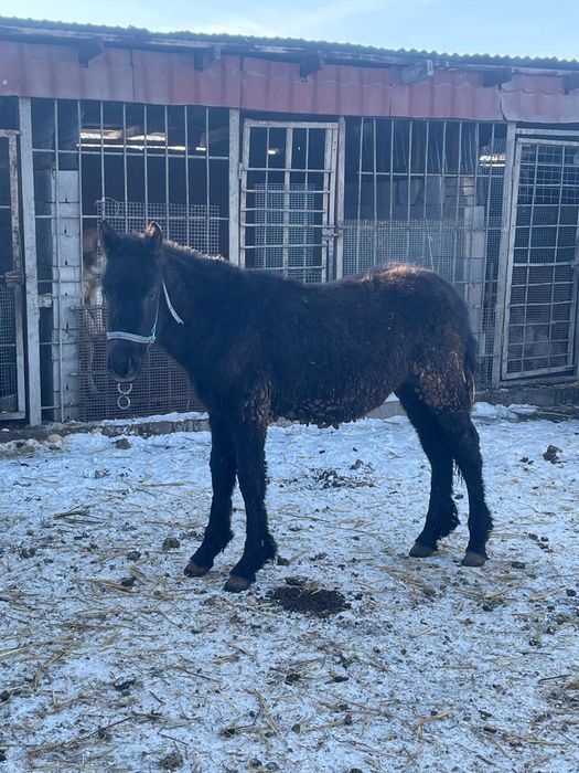 Продам жеребца 8 месецев