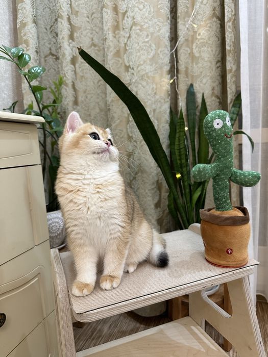 Шиншилла золотая