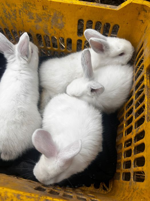 Iepurași de vânzare