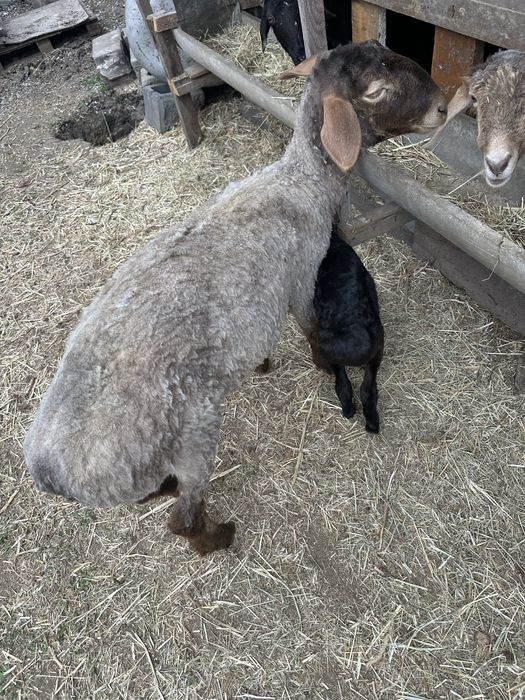 Овца с ягнёнком едилбай