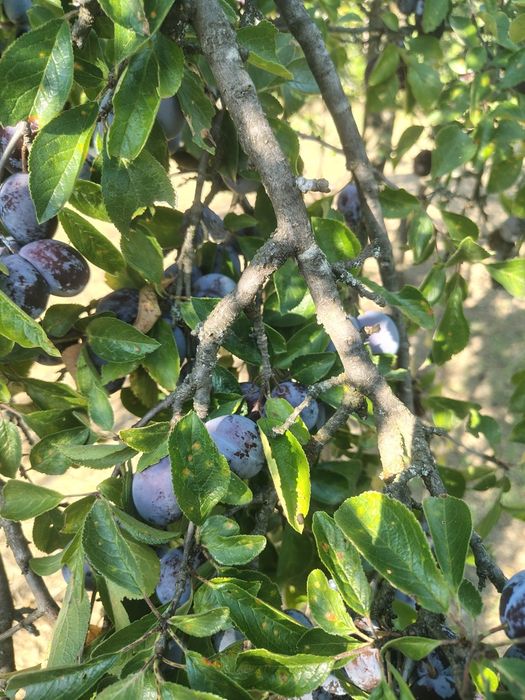 Prune negre pentru țuică...