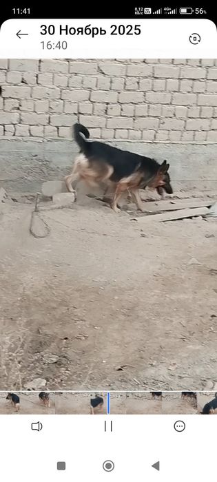 Сатлады срочнаааа