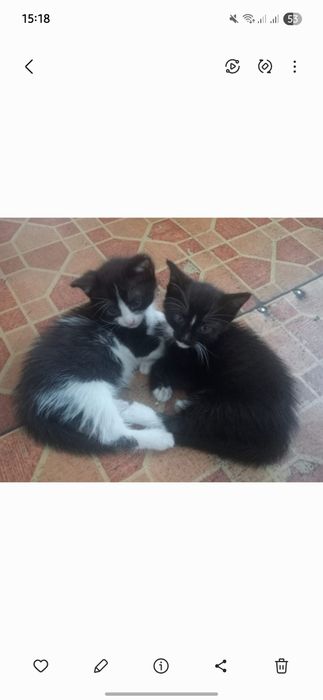 Отдам котят 2 мальчика