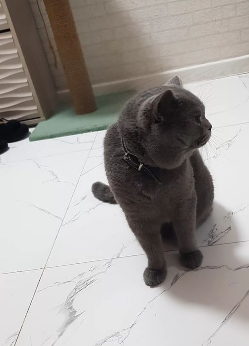 Взяка кота с родословной, привит опытны