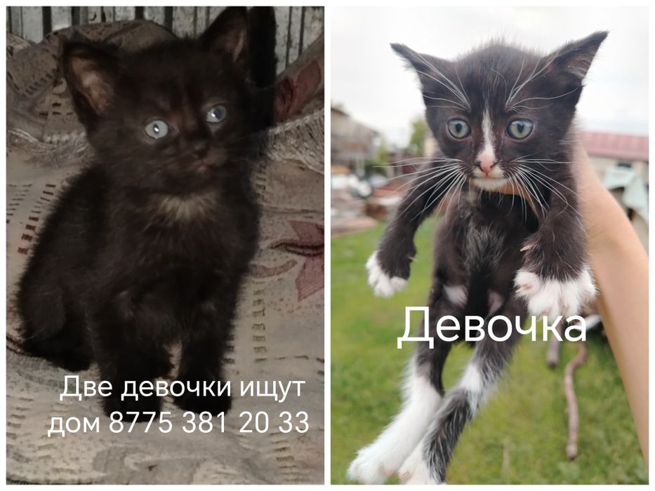 Отдам котят  хорошие добрые руки