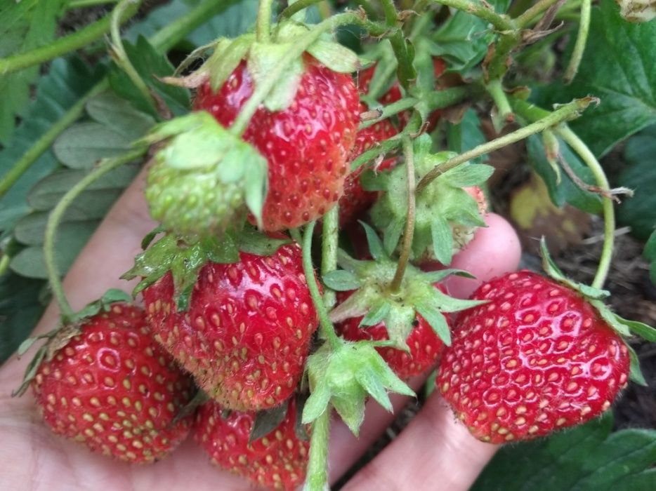 Продам рассаду клубники.