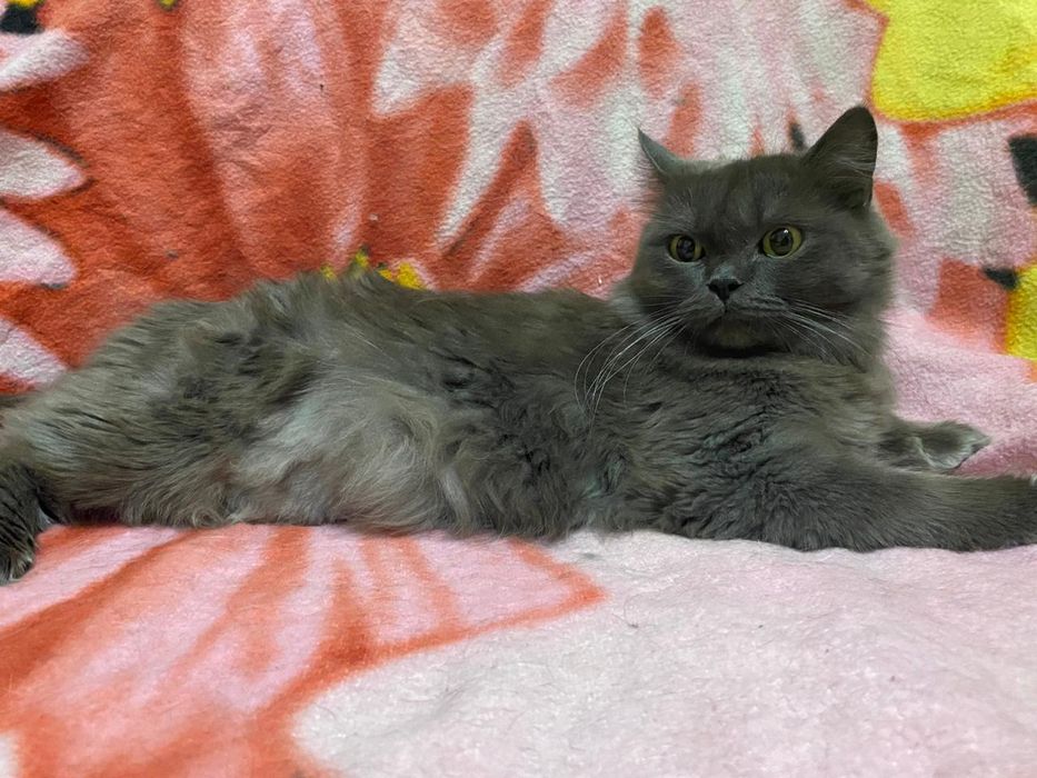 Кошечка отдаю в самые добрые руки